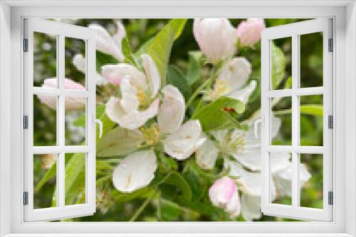 Fototapeta Naklejka Na Ścianę Okno 3D - Blossoming branch of an apple tree in spring garden, close up.