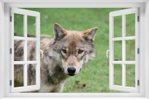 Fototapeta Naklejka Na Ścianę Okno 3D - gray wolf lupus