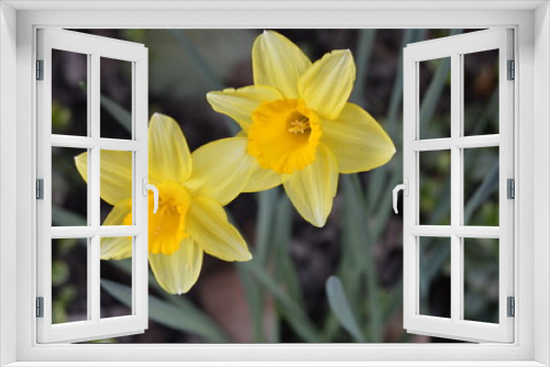 Fototapeta Naklejka Na Ścianę Okno 3D - yellow daffodil  spring flowers  DSLR photo closeup 