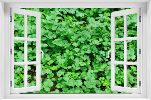 Fototapeta Naklejka Na Ścianę Okno 3D - Green corriander in growth at vegetable garden 