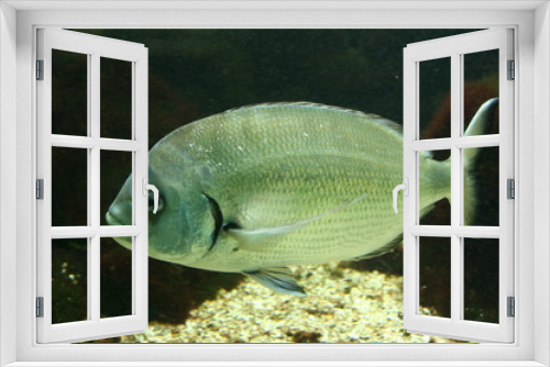 Fototapeta Naklejka Na Ścianę Okno 3D - aquarium