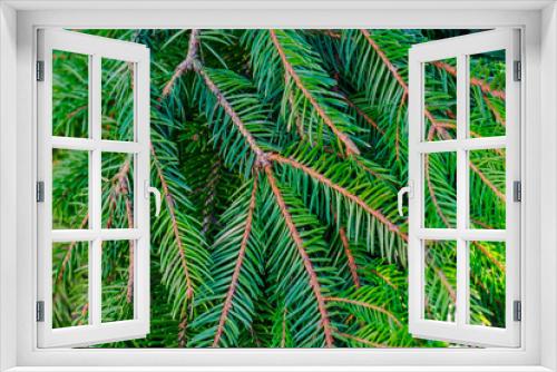 Fototapeta Naklejka Na Ścianę Okno 3D - Green fir tree background. Christmas tree branches. Close-up of a spruce branch . High quality photo