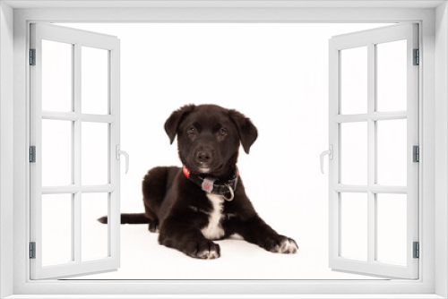 Fototapeta Naklejka Na Ścianę Okno 3D - Black puppy lies on a white background
