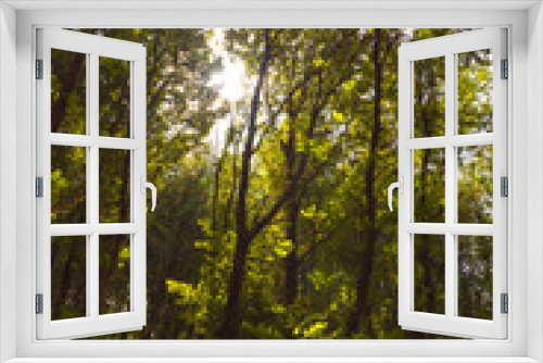 Fototapeta Naklejka Na Ścianę Okno 3D - Forest view with tall trees and sunlight