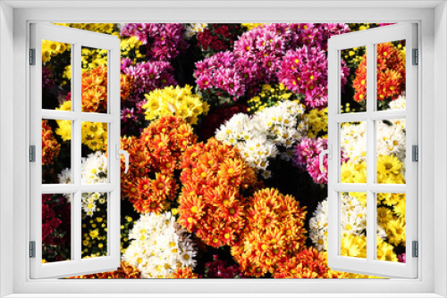 Fototapeta Naklejka Na Ścianę Okno 3D - colorful flower