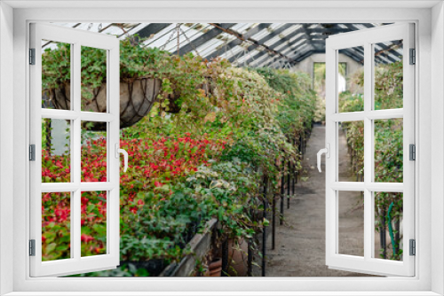 Fototapeta Naklejka Na Ścianę Okno 3D - A greenhouse corridor overflows with cascading flowers from hanging baskets, leading to a vanishing point that promises more horticultural wonders. The abundance of red blossoms contrasts beautifully