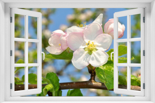 Fototapeta Naklejka Na Ścianę Okno 3D - Detail blooming apple tree branch. Spring background.