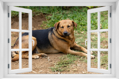 Fototapeta Naklejka Na Ścianę Okno 3D - Sad homeless dog in nature, Mauritius island