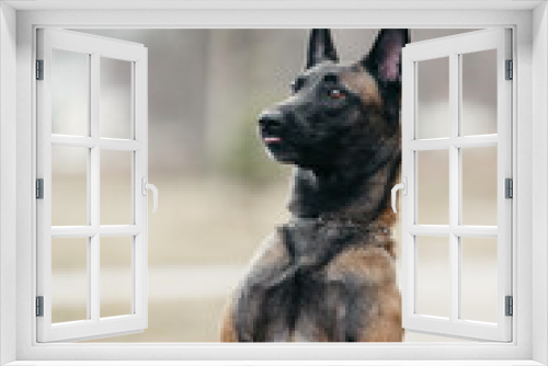 Fototapeta Naklejka Na Ścianę Okno 3D - A Malinois dog in nature in early spring