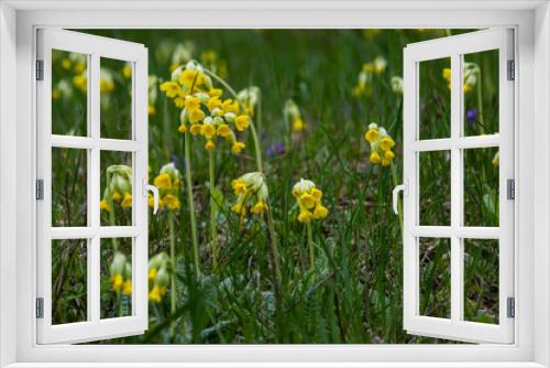 Fototapeta Naklejka Na Ścianę Okno 3D - Yellow Primula veris cowslip, common cowslip, cowslip primrose on soft green background.Selective focus