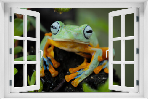 Fototapeta Naklejka Na Ścianę Okno 3D - tree frog, java tree frog, flying frog sitting on moss ( rhacophorus reinwardtii )	