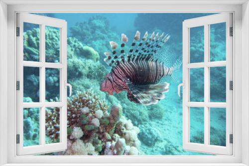 Fototapeta Naklejka Na Ścianę Okno 3D - Pacific lionfish in the coral reef during a dive in Bali