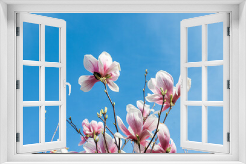 Fototapeta Naklejka Na Ścianę Okno 3D - Magnolia flowers on blue sky background with copy space for text. Pink magnolia flowers on blue sky background. Spring flowers in the garden