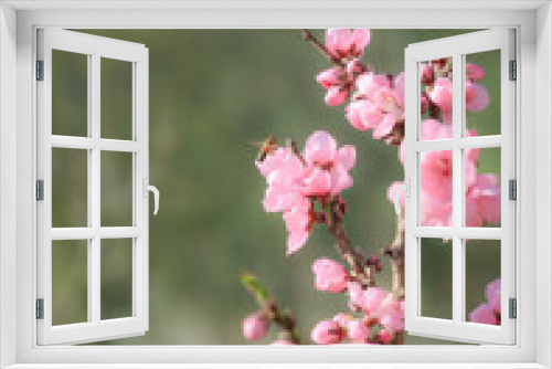 Fototapeta Naklejka Na Ścianę Okno 3D - blossoming peach twigs - spring