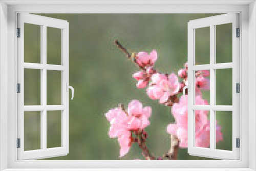 Fototapeta Naklejka Na Ścianę Okno 3D - blossoming peach twigs - spring