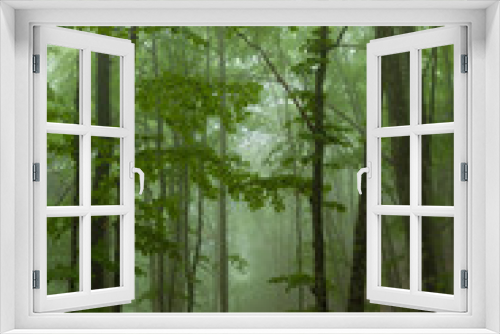 Fototapeta Naklejka Na Ścianę Okno 3D - Forêt dans le brouillard