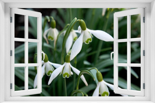 Fototapeta Naklejka Na Ścianę Okno 3D - Close-up of snowdrops (galanthus nivalis). First spring flower. flora, plant