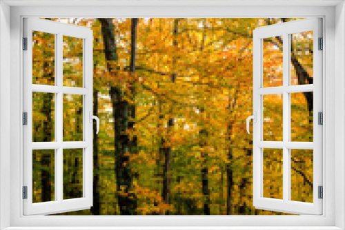 Fototapeta Naklejka Na Ścianę Okno 3D - Fall season on Mont Sutton in Quebc Canada