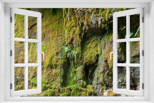 Fototapeta Naklejka Na Ścianę Okno 3D - Moss Garden, Carnarvon Gorge, Queensland, Australia