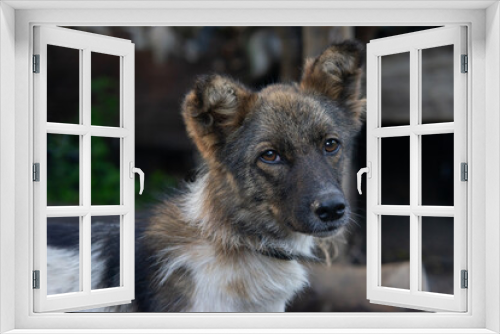 Fototapeta Naklejka Na Ścianę Okno 3D - A small spotted dog. Close-up photo of a purebred dog