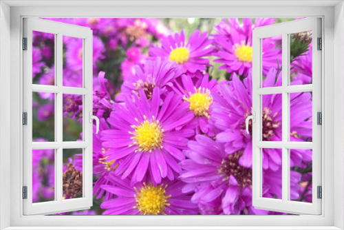Fototapeta Naklejka Na Ścianę Okno 3D - Aster (Asteraceae) flowers pink petals emanating from a golden centre. Pictured on an Amsterdam allotment. ..yellow, plant, autumn, herfst,