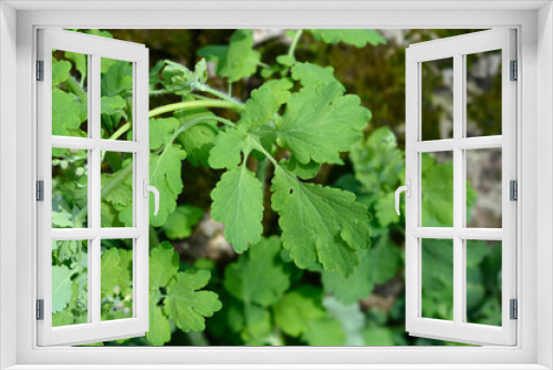 Fototapeta Naklejka Na Ścianę Okno 3D - Greater celandine leaves