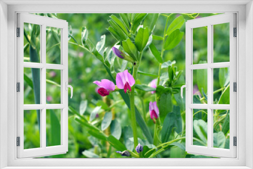 Fototapeta Naklejka Na Ścianę Okno 3D - Vetch sowing (Vicia sativa) grows in the field