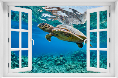 Fototapeta Naklejka Na Ścianę Okno 3D - Hawksbill sea turtle swimming in blue lagoon