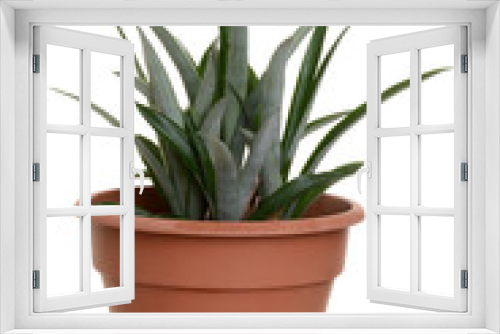 Fototapeta Naklejka Na Ścianę Okno 3D - pineapple plant in a pot