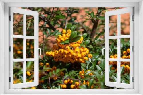 Fototapeta Naklejka Na Ścianę Okno 3D - Pyracantha coccinea sunny star scarlet red firethorn ornamental shrub, orange group of fruits hanging on autumnal shrub
