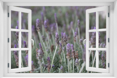 Fototapeta Naklejka Na Ścianę Okno 3D - lavender field in region