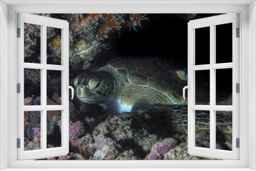 Fototapeta Naklejka Na Ścianę Okno 3D - A Green Sea Turtle (Chelonia mydas) in Florida, USA