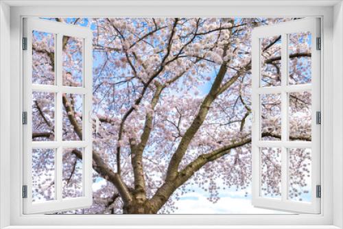 Fototapeta Naklejka Na Ścianę Okno 3D - cherry blossom with road sign in Almere Buiten, Netherlands, sakura 