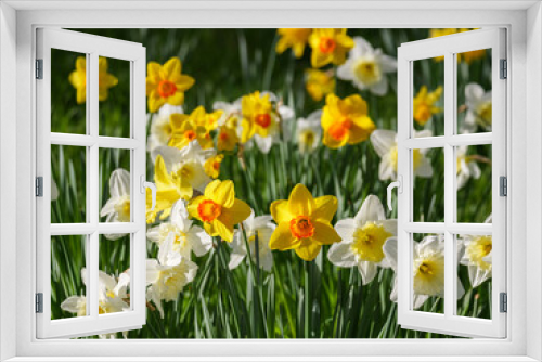 Fototapeta Naklejka Na Ścianę Okno 3D - lots of beautiful daffodils on a sunny day
