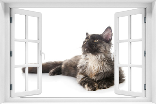 Fototapeta Naklejka Na Ścianę Okno 3D - Maine Coon cat