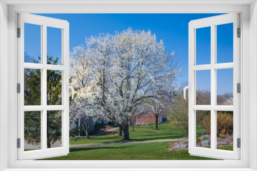 Fototapeta Naklejka Na Ścianę Okno 3D - View of blooming cherry blossom trees in suburban Midwestern neighborhood in spring; blue sky in background