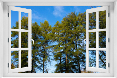 Fototapeta Naklejka Na Ścianę Okno 3D - The park is home to European larches, the Buli variety Larix decidua.