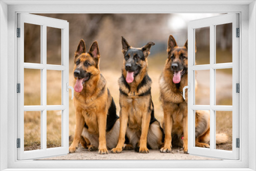 Fototapeta Naklejka Na Ścianę Okno 3D - group of german shepherd dogs