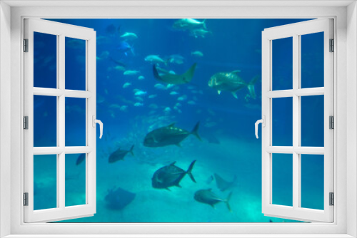 Fototapeta Naklejka Na Ścianę Okno 3D - 水族館　水槽の中を中を気持ちよさそうに泳ぐ魚たち