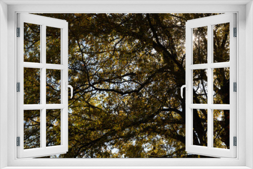 Fototapeta Naklejka Na Ścianę Okno 3D - Thick tree branches and leaves background backlit by the sun, creative nature copy space, horizontal aspect