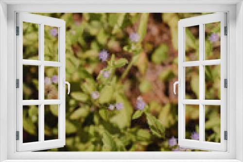 Fototapeta Naklejka Na Ścianę Okno 3D - delicate purple flowers in the grass closeup