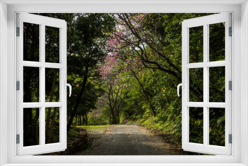 Fototapeta Naklejka Na Ścianę Okno 3D - 沖縄の桜がある道