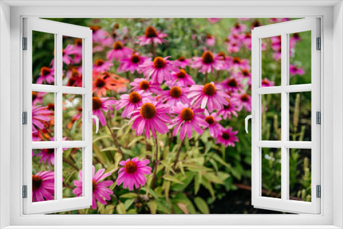 Fototapeta Naklejka Na Ścianę Okno 3D - Pink Echinacea 'Purple Coneflowers' in a Summer Garden