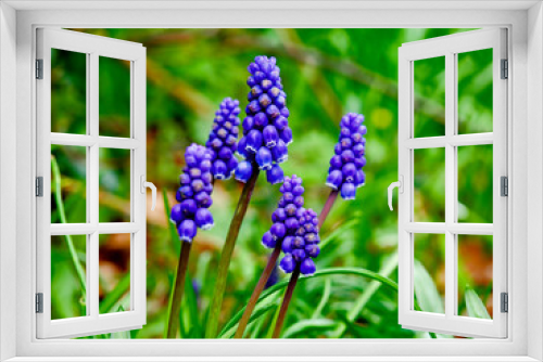 Fototapeta Naklejka Na Ścianę Okno 3D - blue iris flower
