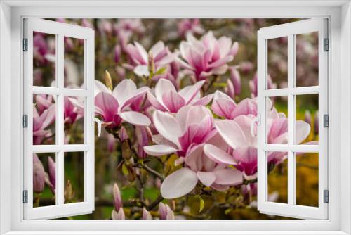 Fototapeta Naklejka Na Ścianę Okno 3D - Blühender Magnolienbaum im Frühling