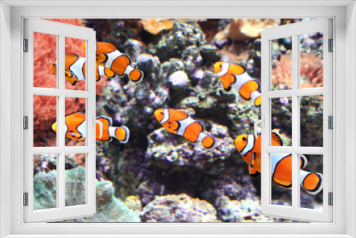 Fototapeta Naklejka Na Ścianę Okno 3D - Sea anemone and clown fish