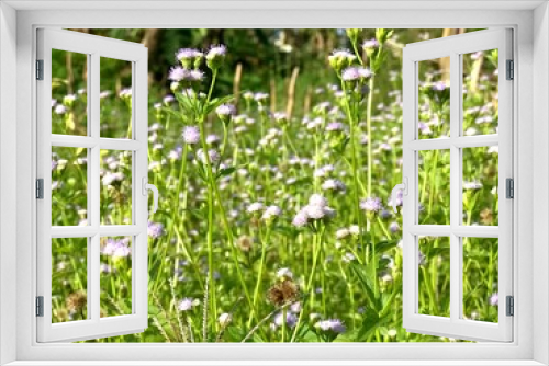 Fototapeta Naklejka Na Ścianę Okno 3D - beautiful view of flower white in green bushes natural