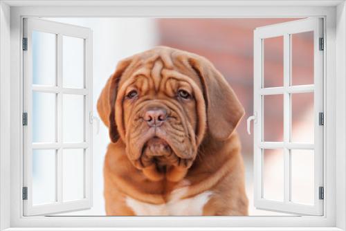 Fototapeta Naklejka Na Ścianę Okno 3D - very funny puppy Bordeaux Mastiff