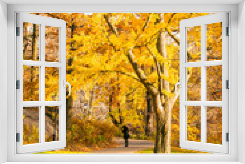 Fototapeta Naklejka Na Ścianę Okno 3D - Autumn in central park, New York USA. Sunny weather in autumn park in the afternoon. colorful leaves