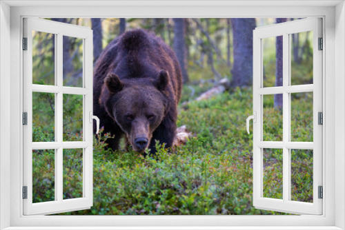 Fototapeta Naklejka Na Ścianę Okno 3D - Brown bear in summer forest